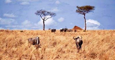 10 Days Best of Tanzania Safari