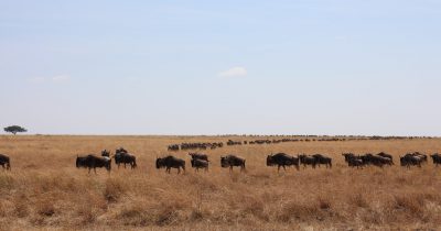 21 Days East Africa Safari