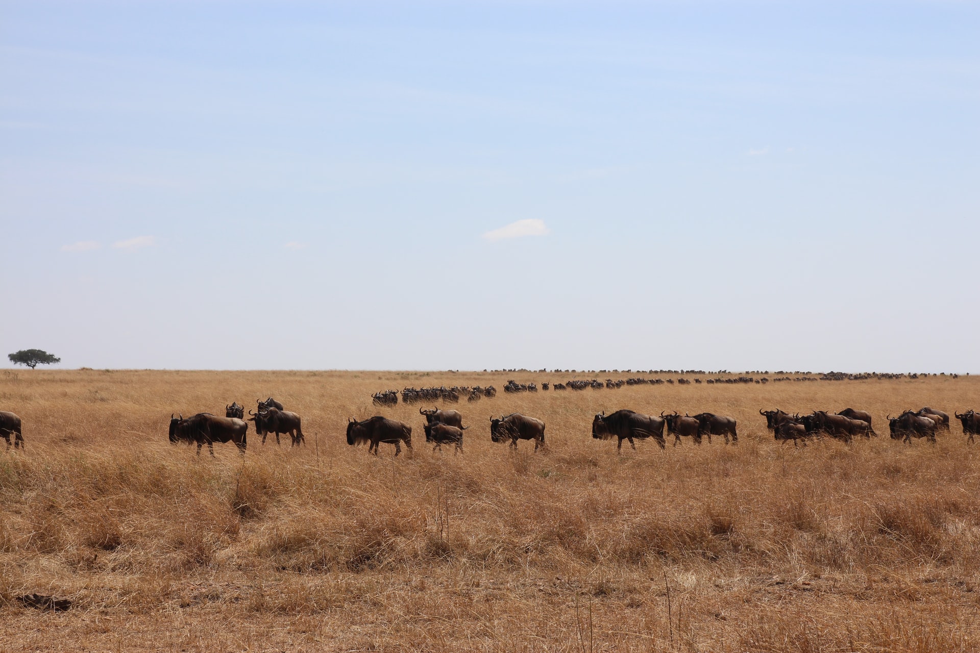 21 Days East Africa Safari