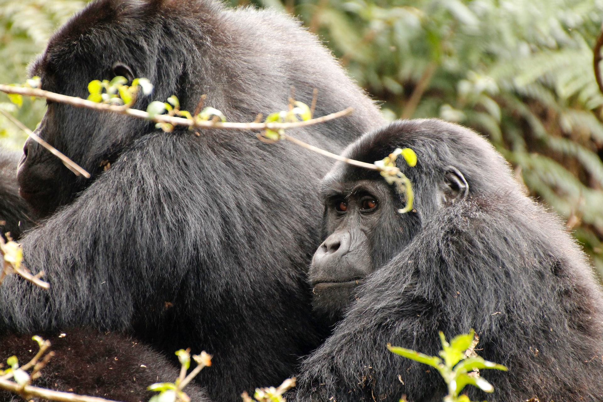 3 Days Bwindi Gorilla Tour