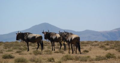 3 Days Lake Nakuru & Naivasha Safari