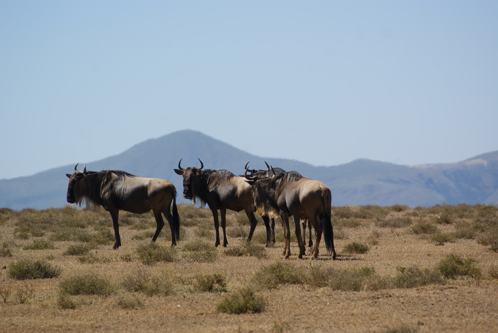 3 Days Lake Nakuru & Naivasha Safari