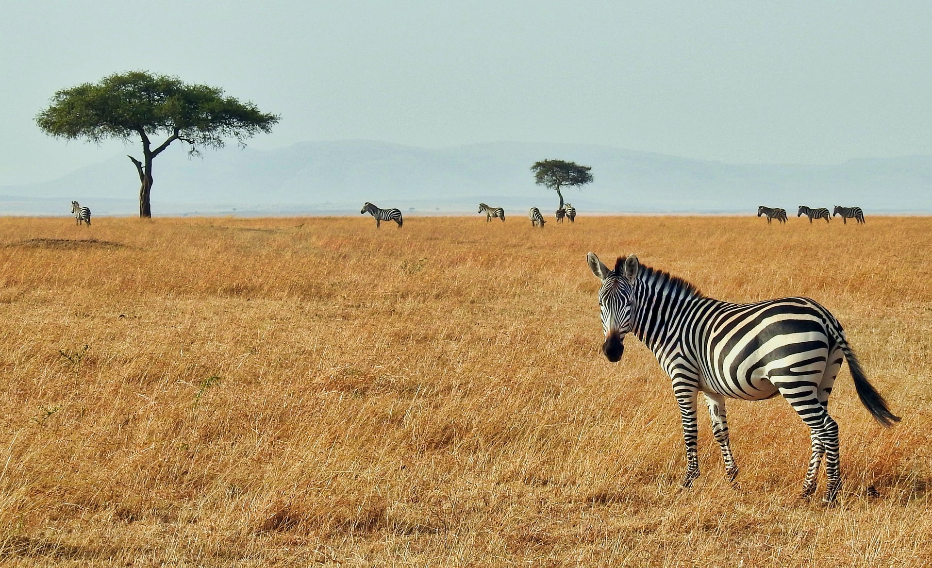 3 Days Masai Mara National Park Safari