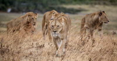 3 Days Ngorongoro Crater Safari