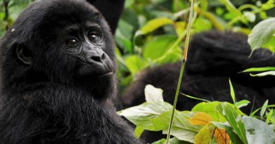 7 Days Gorilla Trekking Special