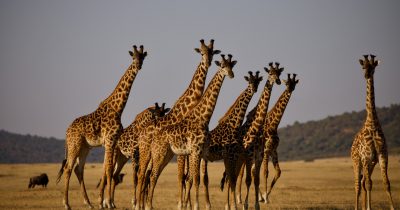 3 Days Serengeti National Park Safari