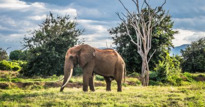 3 Days Tsavo National Park Safari