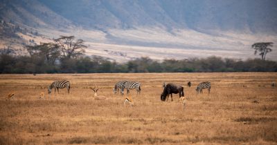 4 Days Ngorongoro & Serengeti Wildlife Safari
