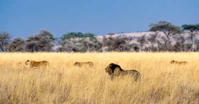 4 Days Serengeti Wildlife Safari