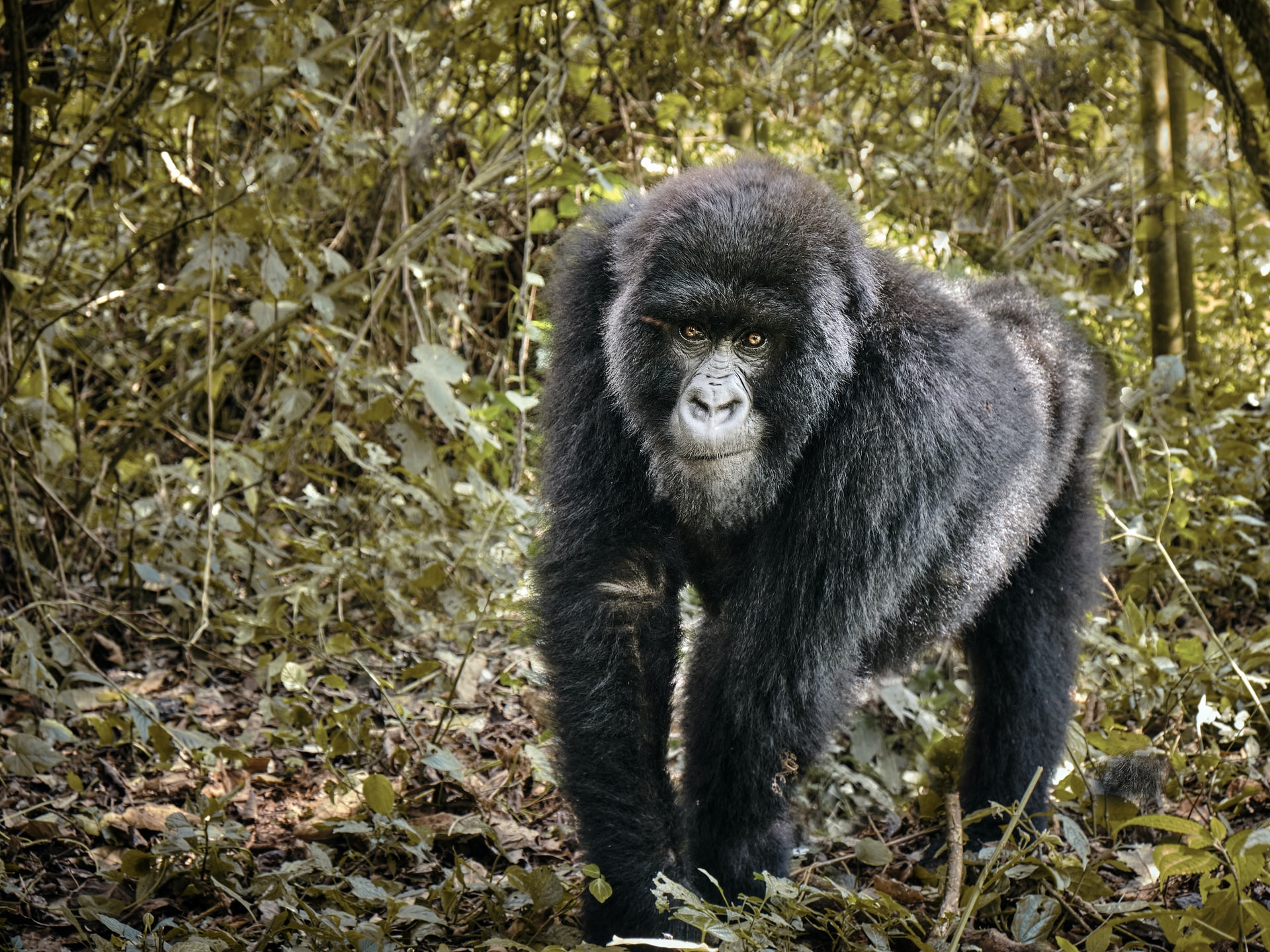 5 Days Congo Gorilla Trek & Nyiragongo Hike