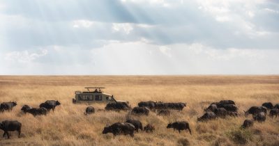 5 Days Tanzania Wildlife Safari