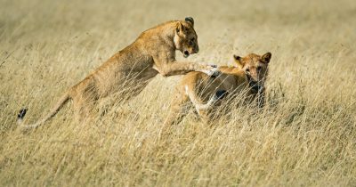 7 Days Remarkable Tanzania Safari