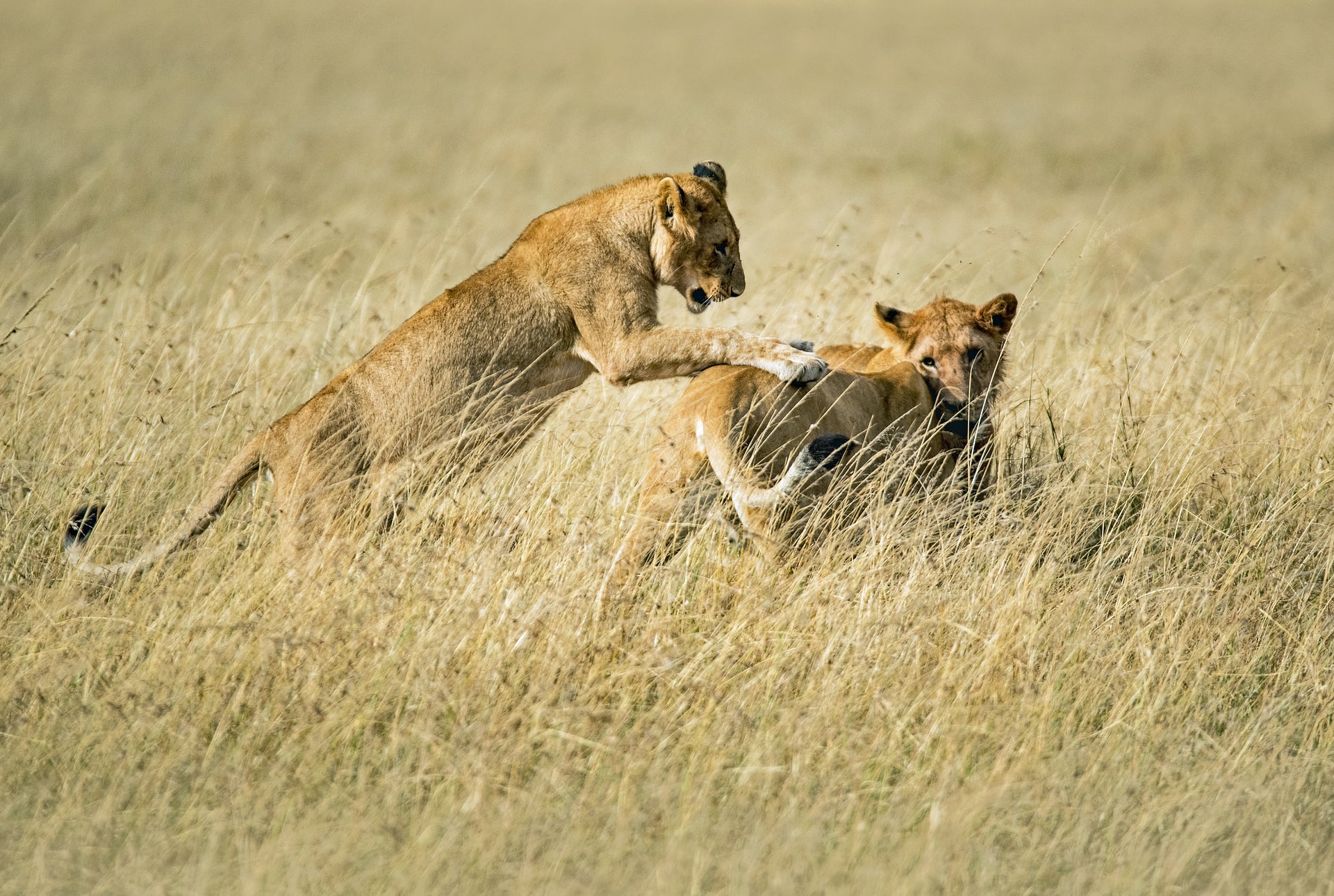 7 Days Remarkable Tanzania Safari