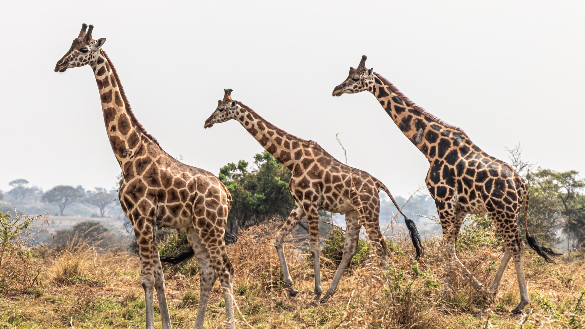 7 Days Remarkable Uganda Safari