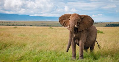 8 Days Gorilla Trekking & Maasai Mara