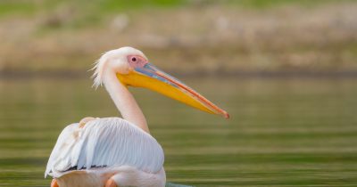 Lake Naivasha