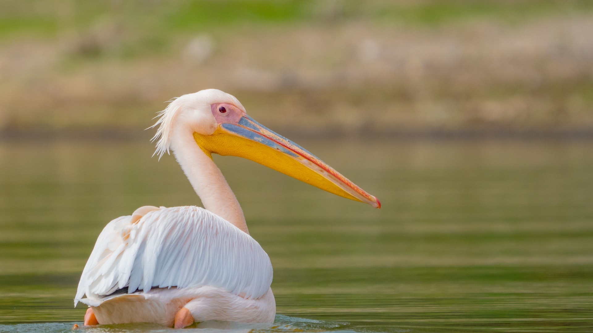 Lake Naivasha