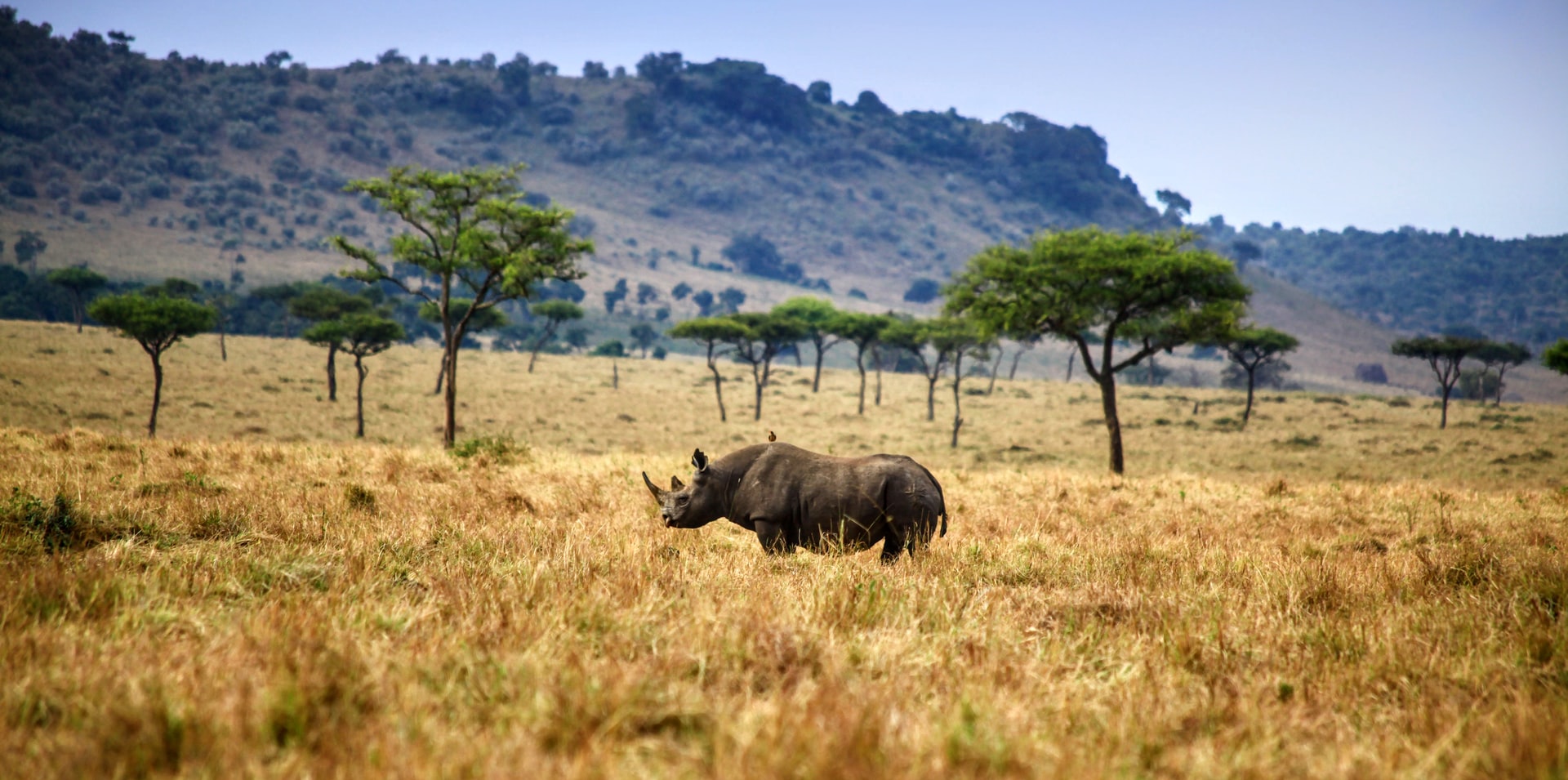 Masai Mara National Reserve