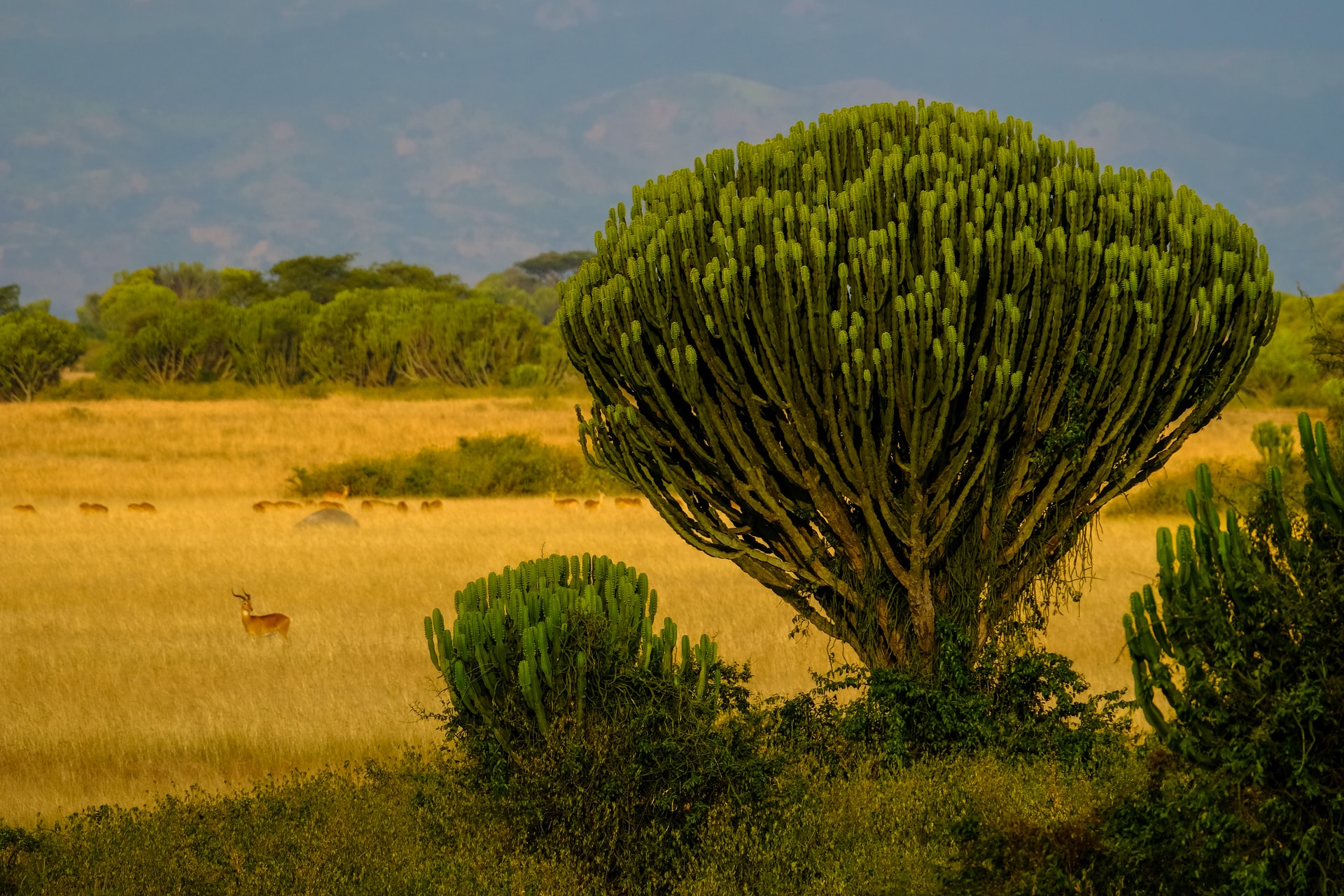 Queen Elizabeth National Park