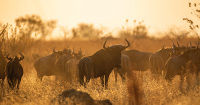 The Great Wildebeest Migration in Tanzania