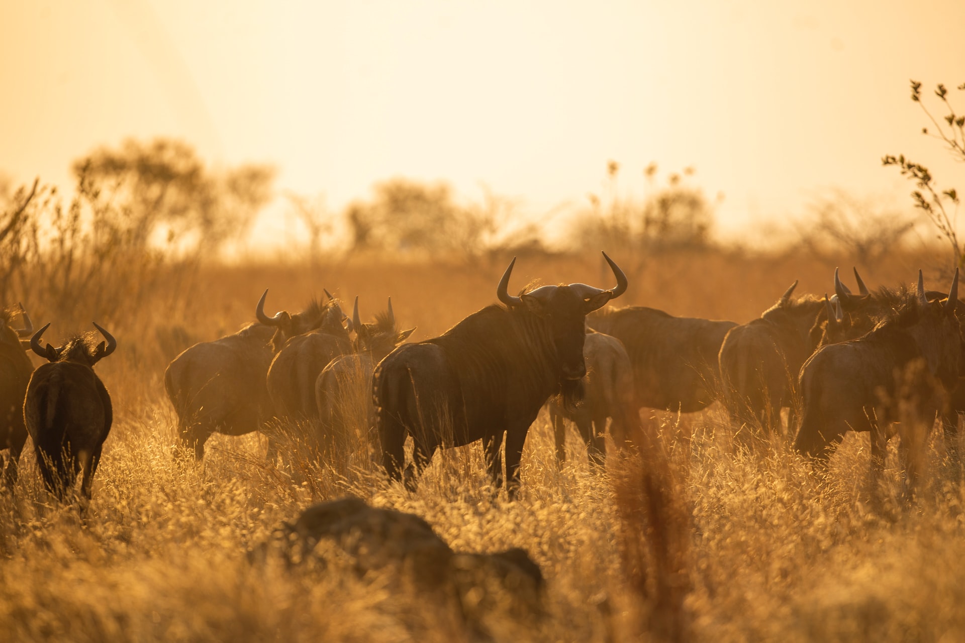 The Great Wildebeest Migration in Tanzania