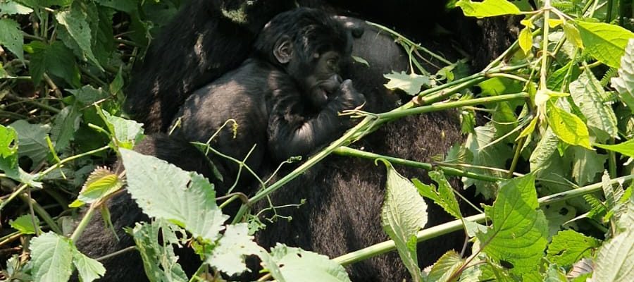 Gorilla Trekking in Bwindi