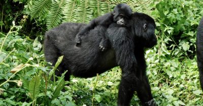 Moutain Gorilla Trekking
