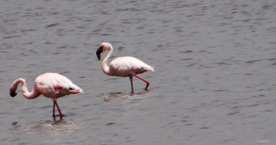 Why birds migrate