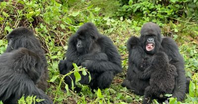 When to visit Rwanda? What to carry for gorilla trekking in Rwanda? How much is gorilla trekking in Rwanda? How much is a Gorilla permit in Rwanda? How to get to Volcanoes National Park? Rwanda gorilla Trekking. Volcanoes National Park.