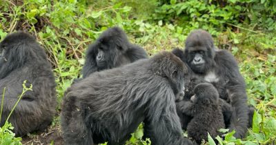 Rwanda Gorilla Trekking and Border crossing and Rwanda Visa and Uganda Visa Rwanda safari and Gorilla trekking from Kigali, best time to visit Rwanda Best time to visit Uganda, Best time visit Gorillas, Bwindi impenetrable National park, Gorillas of Uganda, Volcanoes national park Gorillas in Rwanda how to reach volcanoes national park