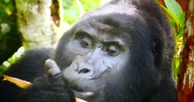 Gorilla Trekking Tour in Bwindi from Kigali