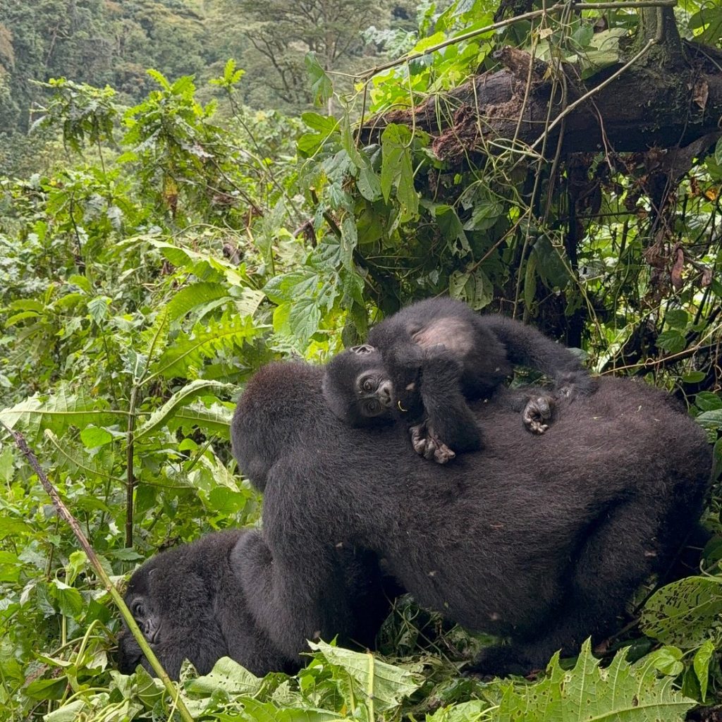 Luxury gorilla trekking experience in Bwindi Impenetrable National Park Uganda