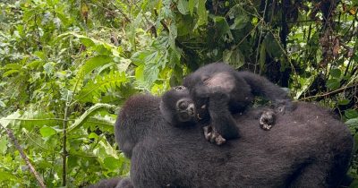 Luxury gorilla safari