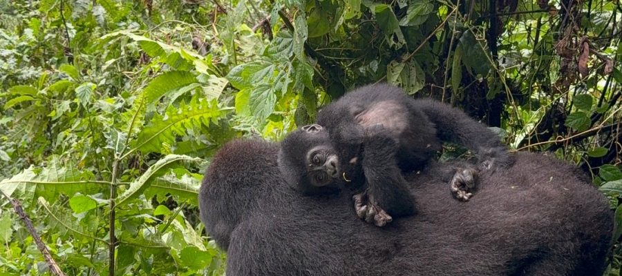 Luxury gorilla safari